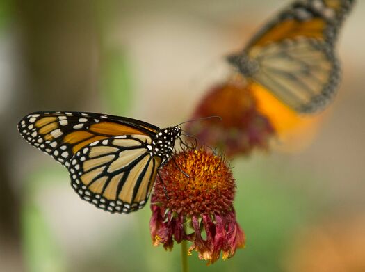 LCZoo_Butterflies_6.11_28