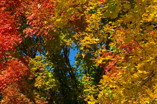 Brownville_FallColor_01