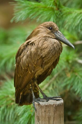 LincZoo_Hammerkop_23