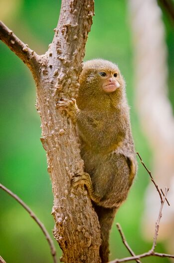 LCZoo_PygmyMarmoset_6.11_14