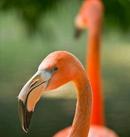 LCZoo_Flamingo_6.11_78