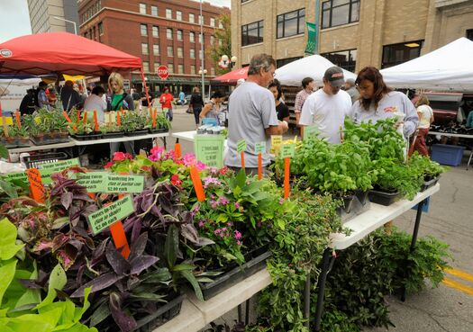 HaymarketFarmersMarket_8.4.12_220