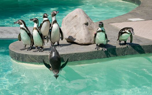 LCZoo_Penguins_6.11_120