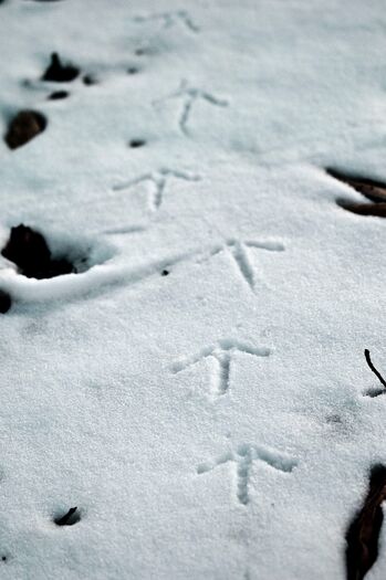 TurkeyTracks_Snow_03