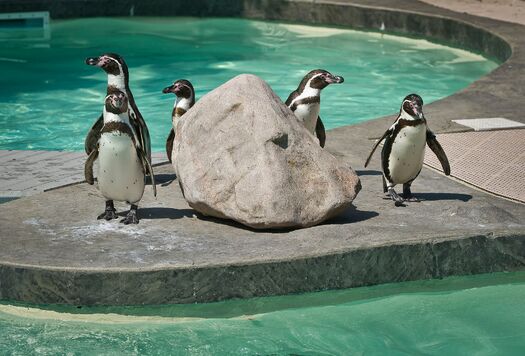 LCZoo_Penguins_6.11_093