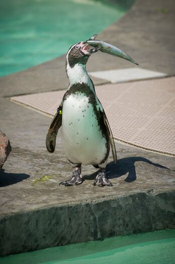 LCZoo_Penguins_6.11_183