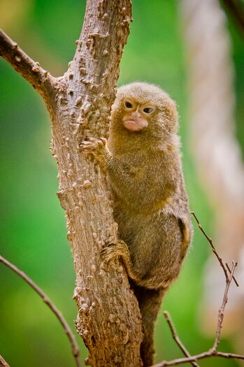 LCZoo_PygmyMarmoset_6.11_15