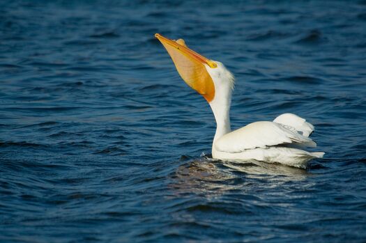 CalamusShorebirds_1399