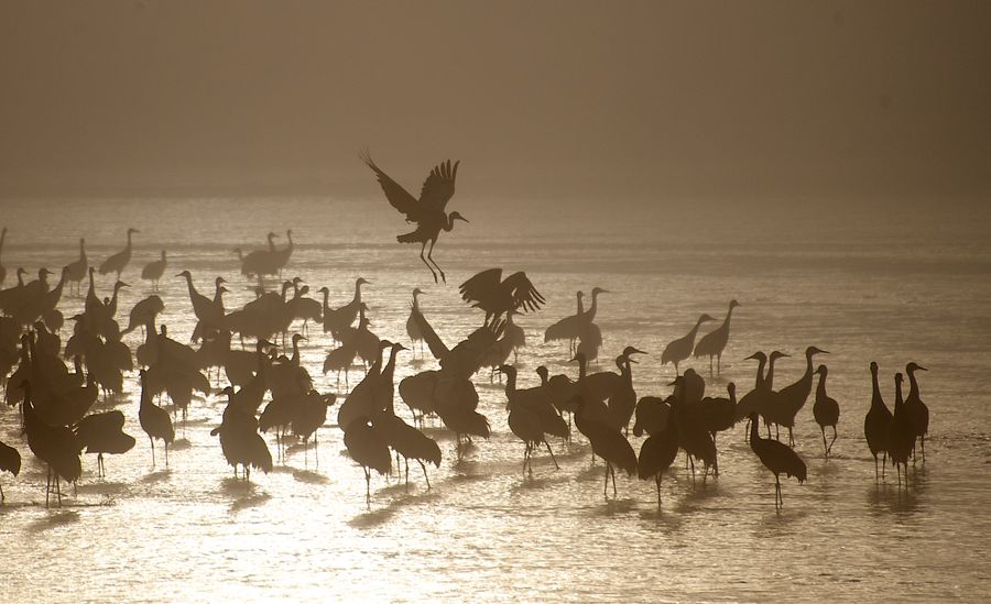 Sandhill-cranes-crane-trust-1