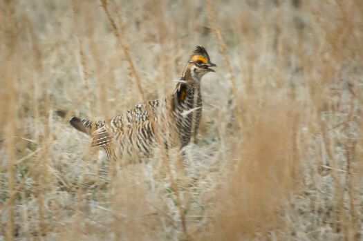 PrairieChickens_2009_697