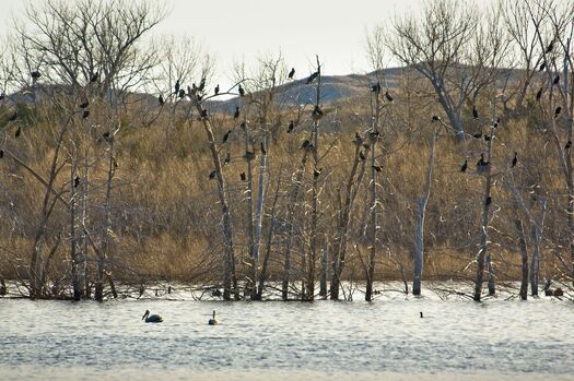 CalamusShorebirds_0468