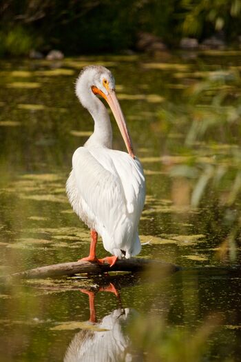 WSP_American_white_pelican