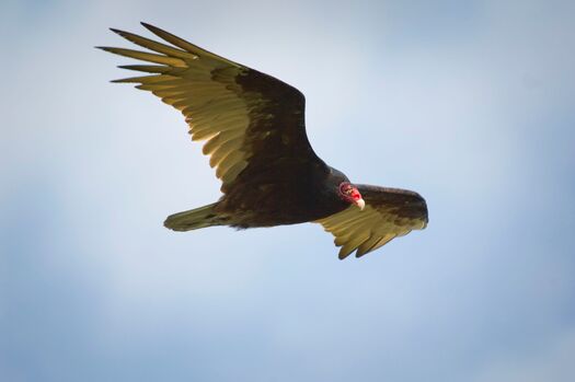 TurkeyVultures_06