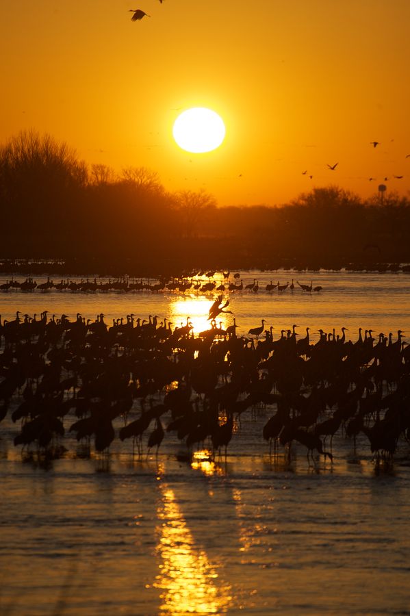 Sandhill-cranes-crane-trust