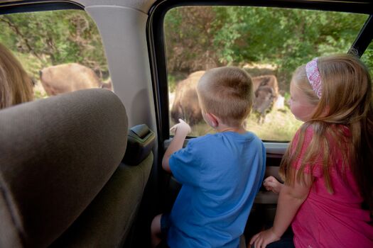 WSP_Car_View_Bison