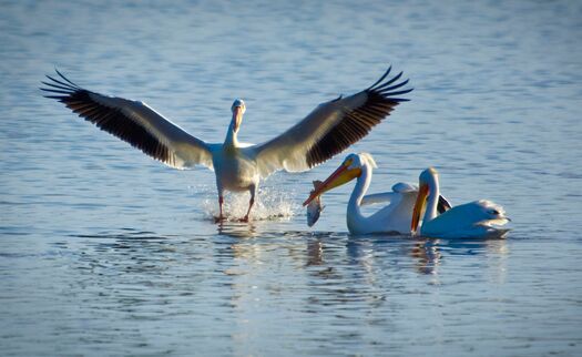 CalamusShorebirds_0465