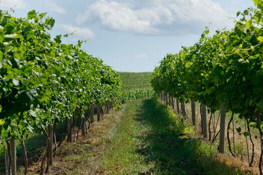 NissenVineyard_05