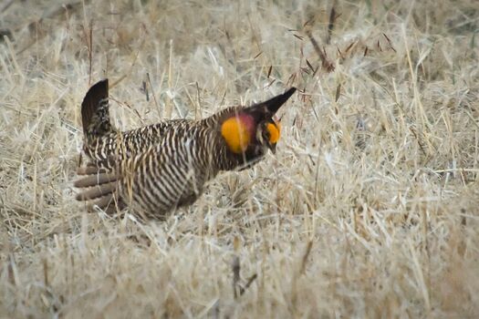 PrairieChickens_2009_520