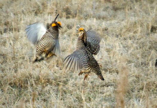 PrairieChickens_2009_770