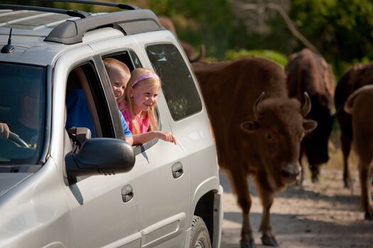 wildlifesafaribuffalo