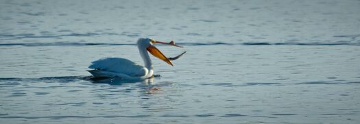 CalamusShorebirds_0485