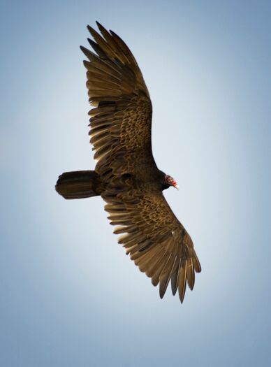 TurkeyVultures_24