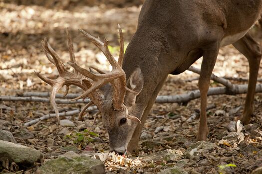 WSP_Deer_Exhibit