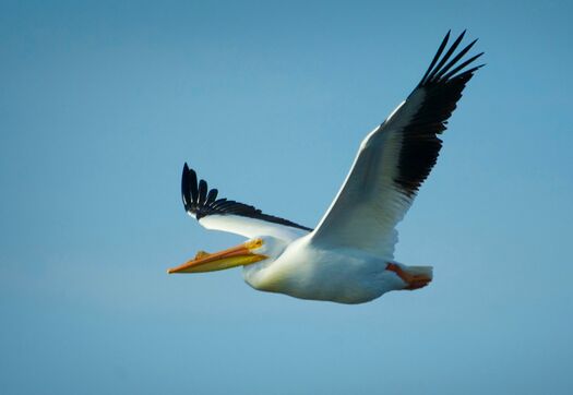 CalamusShorebirds_1244