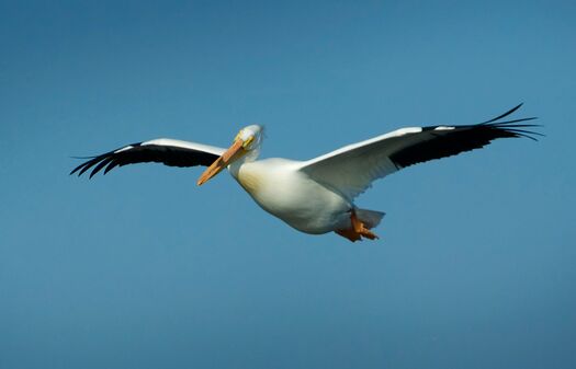 CalamusShorebirds_1979