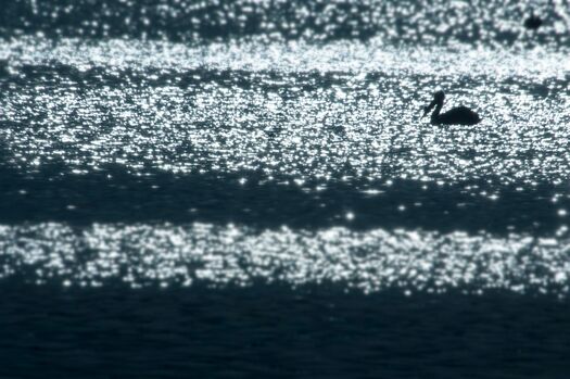 CalamusShorebirds_0372