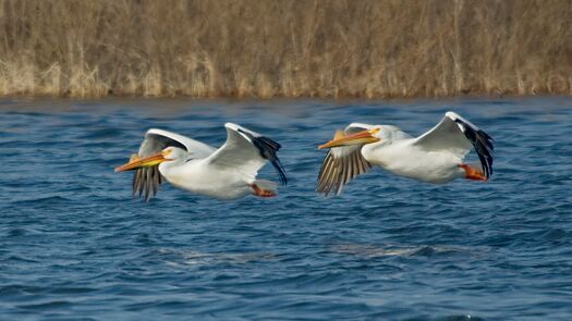 CalamusShorebirds_1411