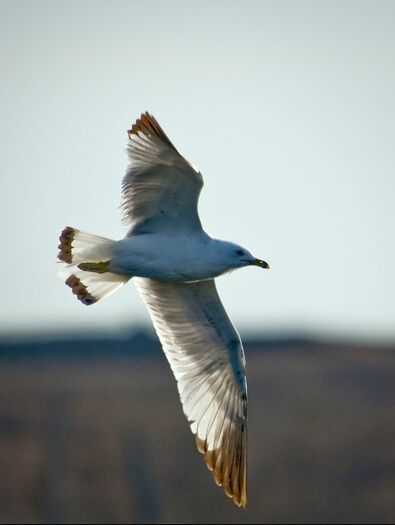 CalamusShorebirds_0200