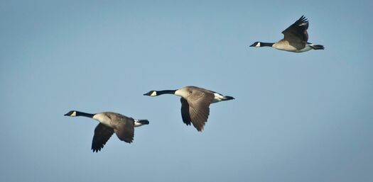 CalamusShorebirds_1565_Geese