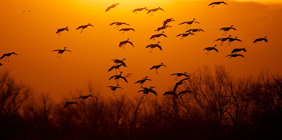 Sandhill-cranes-crane-trust-3