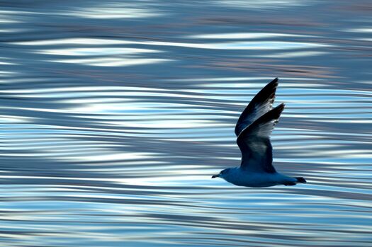 CalamusShorebirds_0540-1005ALT