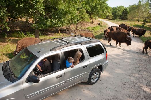 WSP_Aerial_Bison