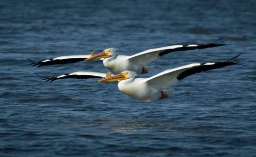 CalamusShorebirds_1902