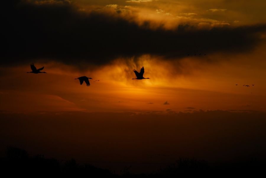 Sandhill-cranes-crane-trust-2