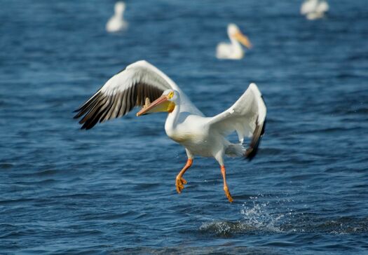 CalamusShorebirds_1523