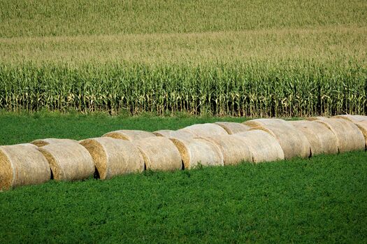 CornHayAlfalfa