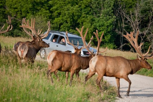 WSP_Elk_Crossing