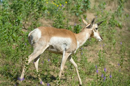 WildlifeSafariScout_Pronghorn_137