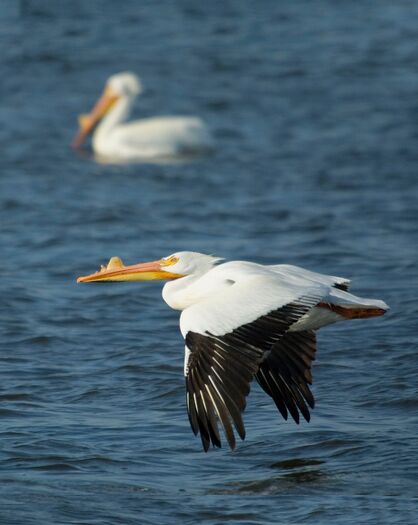 CalamusShorebirds_1753