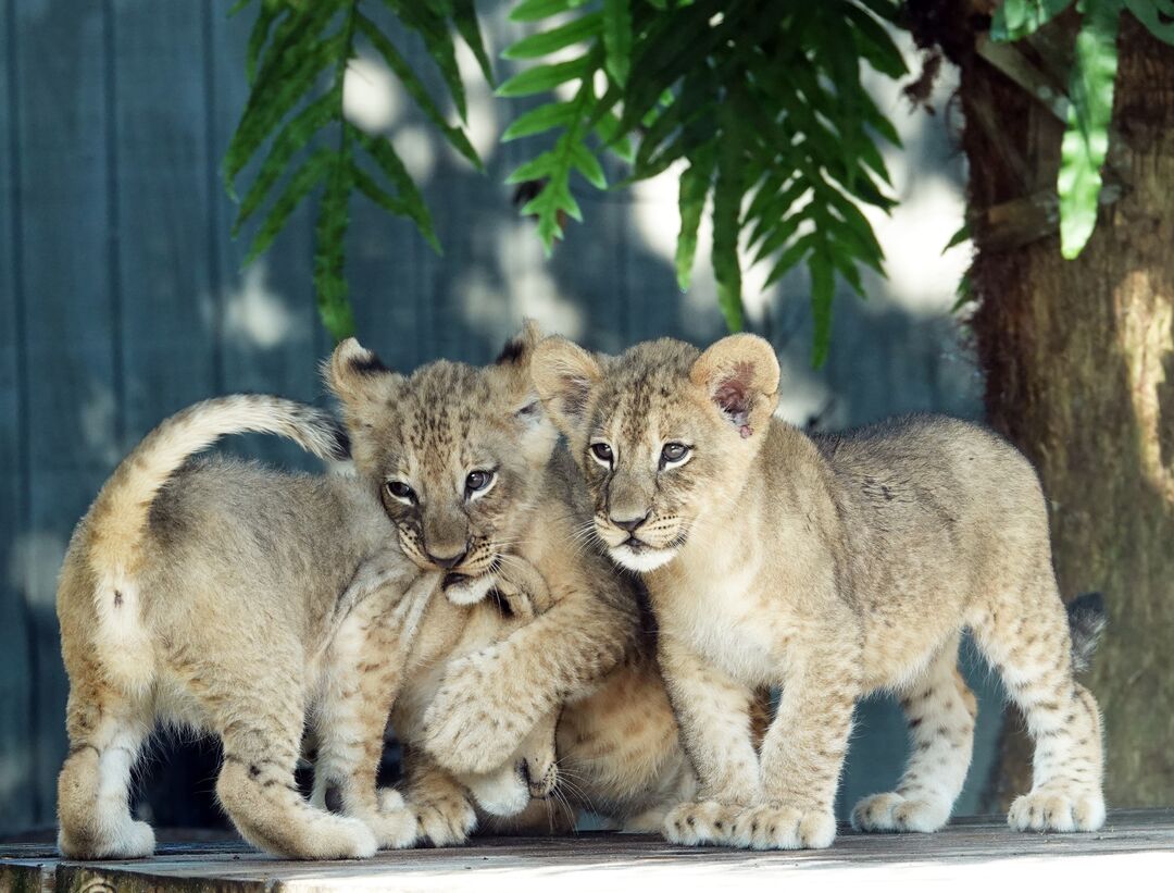 Lion Cubs at Naples Zoo