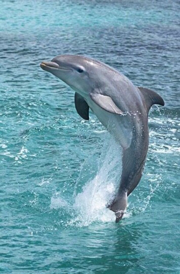 Dolphins