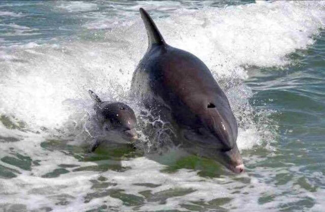 Dolphins