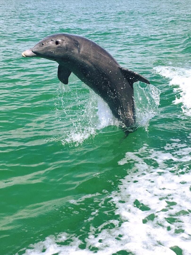 Dolphins