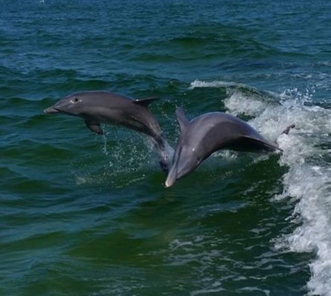 Dolphins