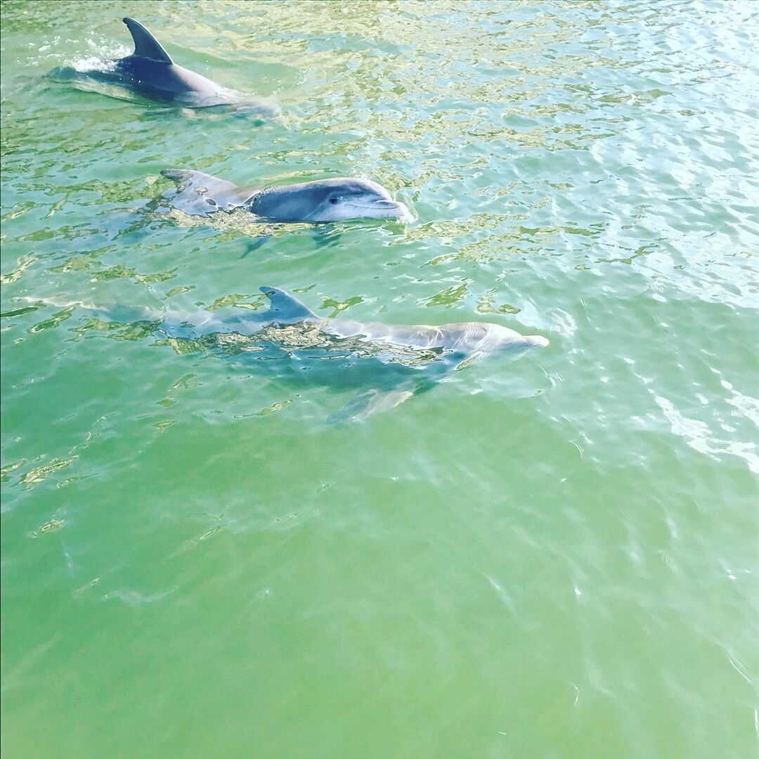 Dolphins