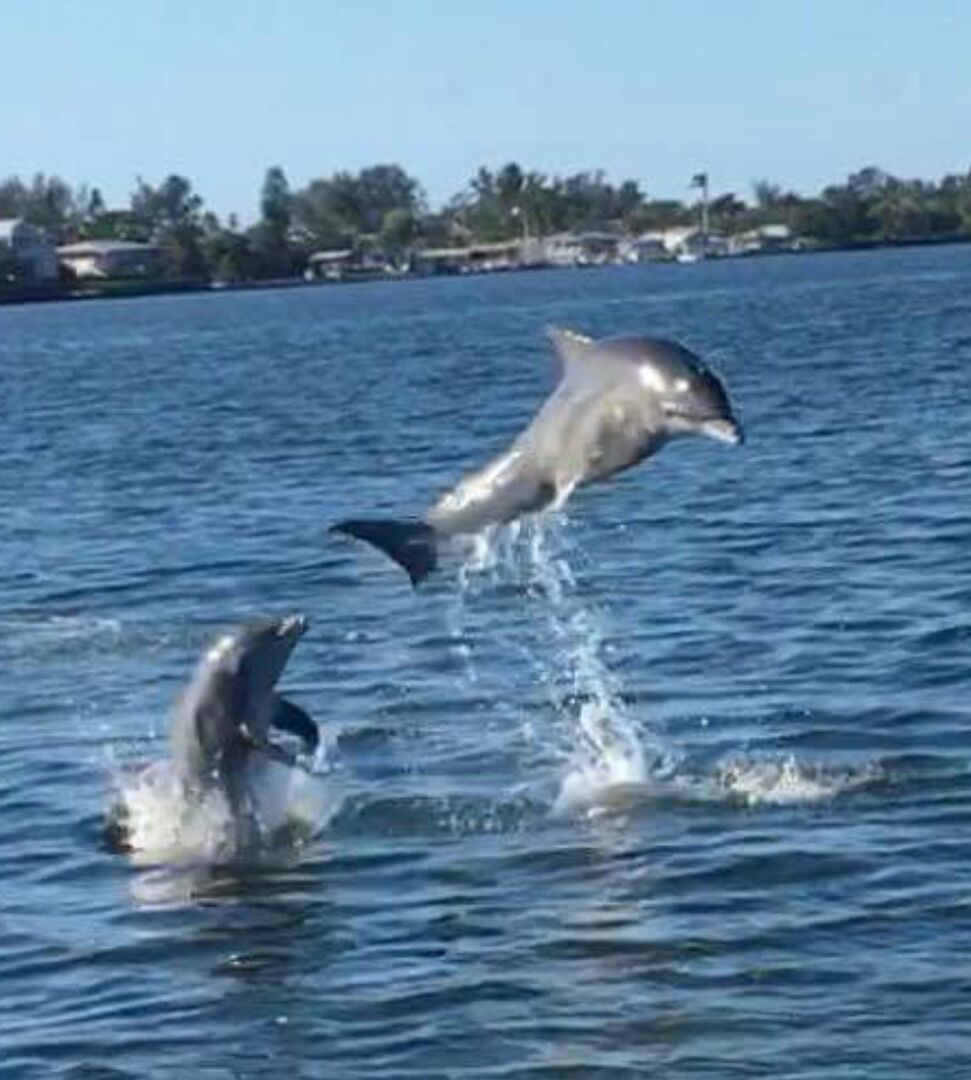 Dolphins